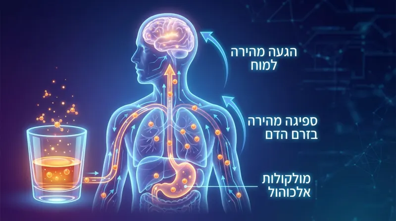 איור המדגים את מסלול ספיגת מולקולות האלכוהול בגוף האדם, מהקיבה למחזור הדם ועד להגעה מהירה למוח.